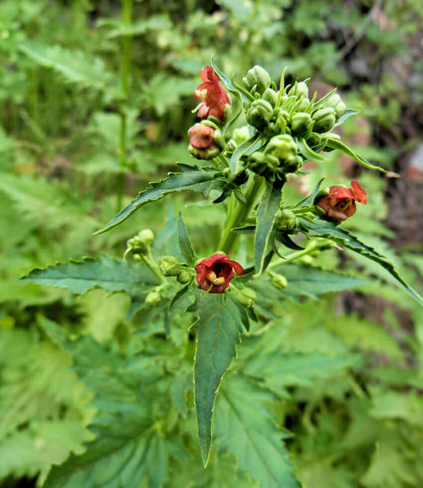 Scrophularia californica, California Bee Plant, California Figwort
