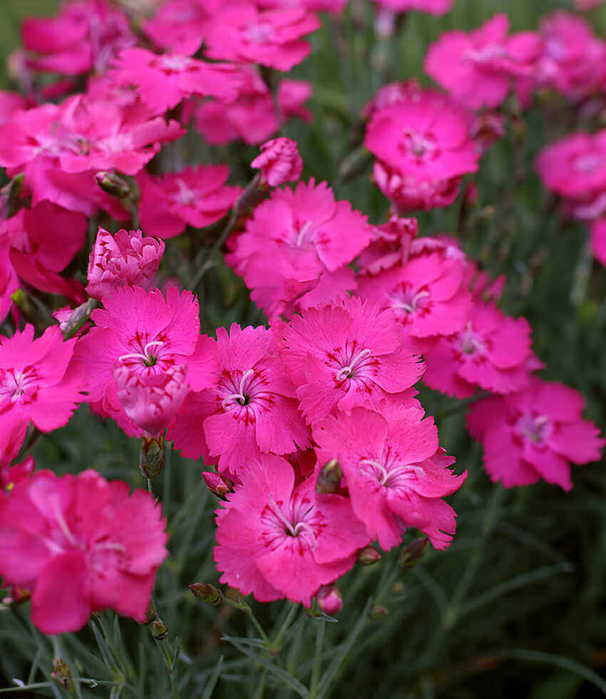 Dianthus gratianopolitanus, Electra, Carnation, Clove Pink