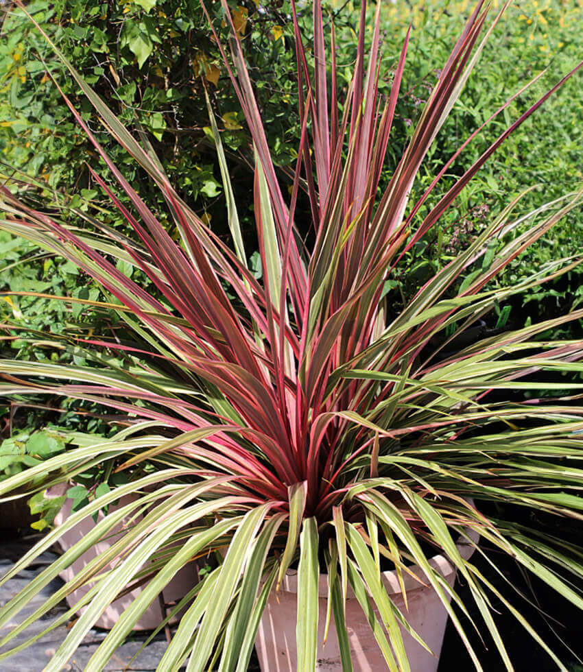 Cordyline, Can Can, False Dracaena, Ti Plant, Palm Lily