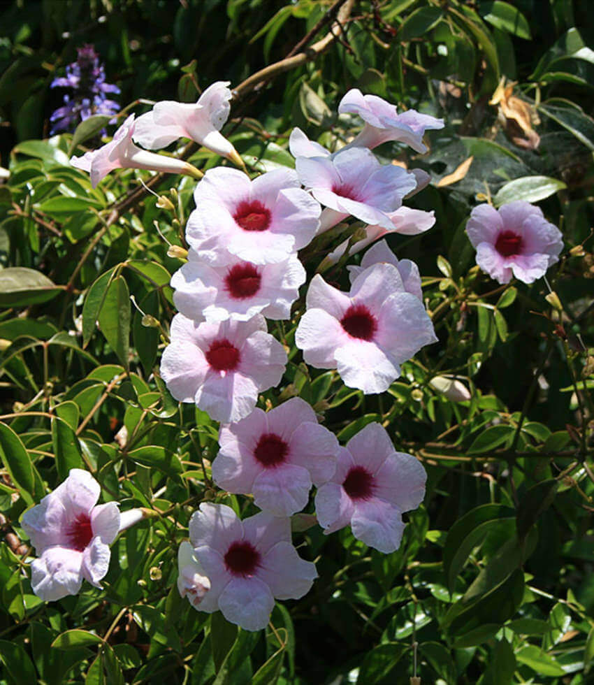 Pandorea jasminoides, Rosea Superba, Bower Vine