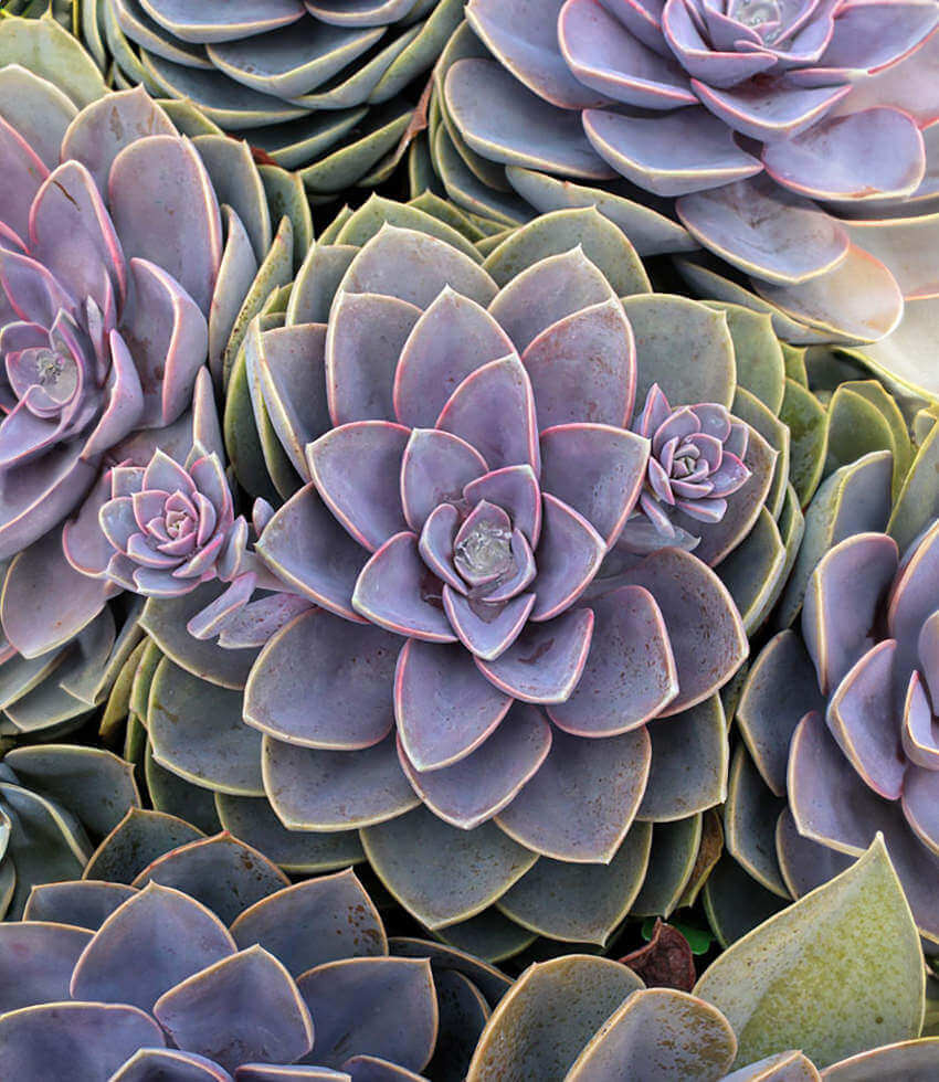 Echeveria, Perle Von Nurnberg