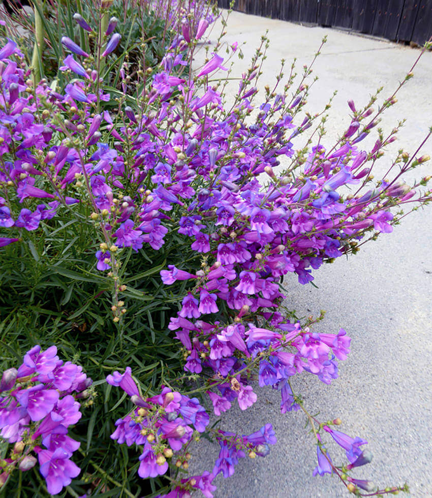 Penstemon heterophyllus, Margarita BOP, Beardtongue