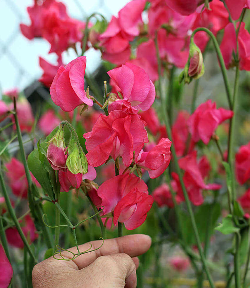 Lathyrus odoratus, Coquette, Sweet Pea