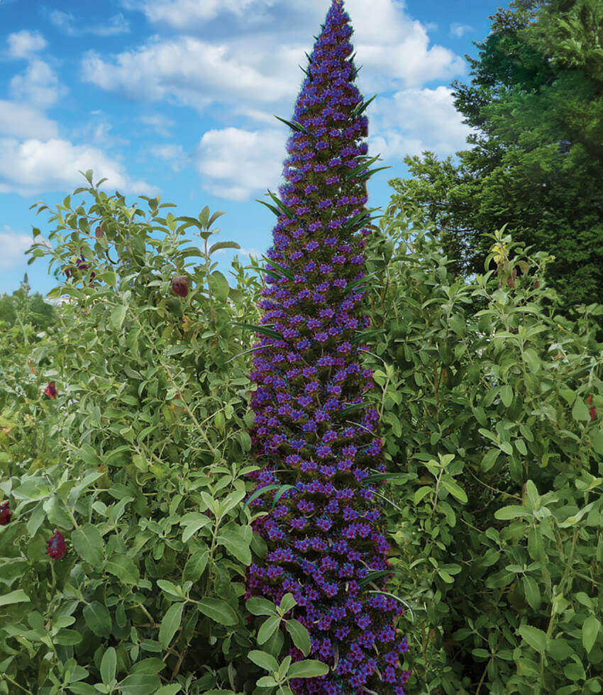 Echium pininana, Blue Steeple, Pine Echium, Tower of Jewels, Giant Viper's Bugloss