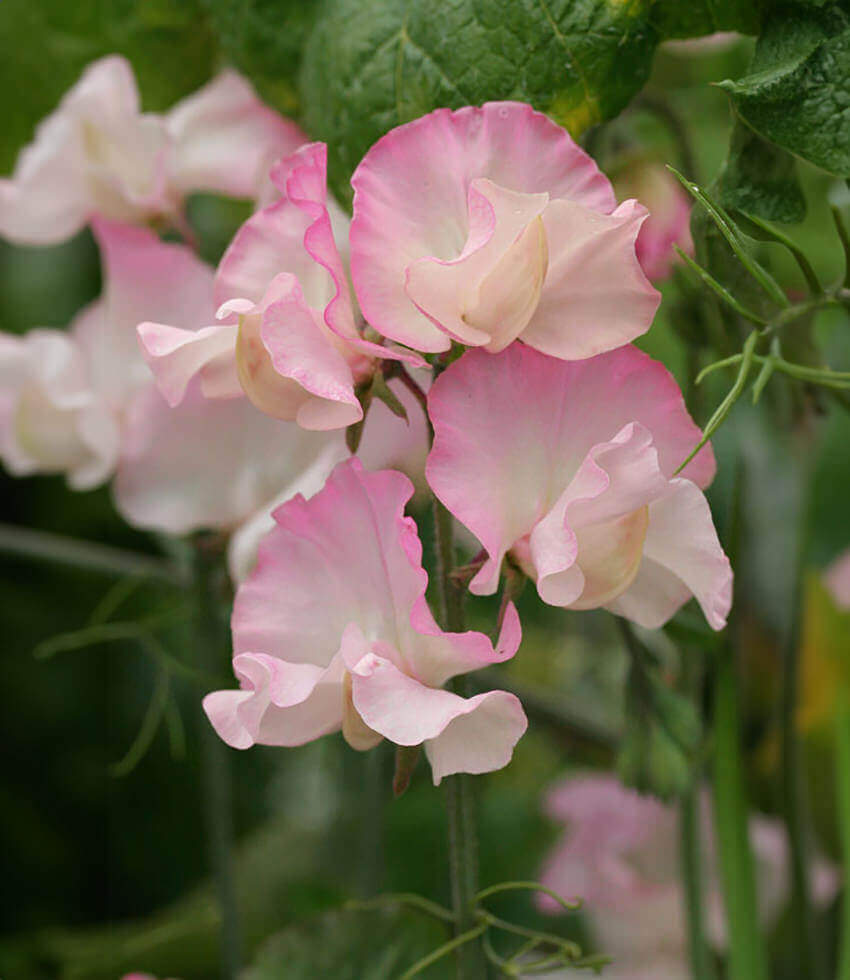 Lathyrus odoratus, Gwendoline, Sweet Pea