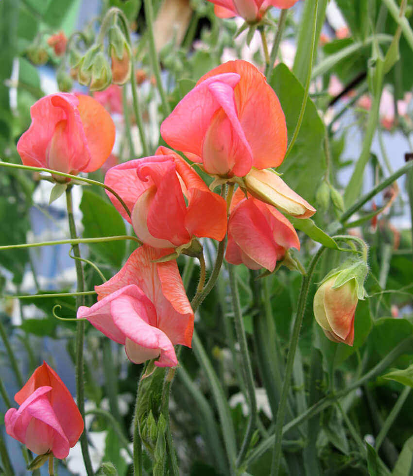 Lathyrus odoratus, Prince of Orange, Sweet Pea