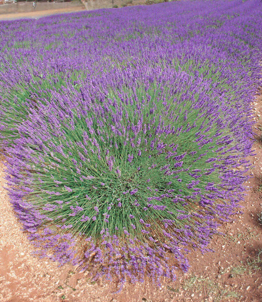 Lavandula x intermedia, Phenomenal, Lavandin, Lavender