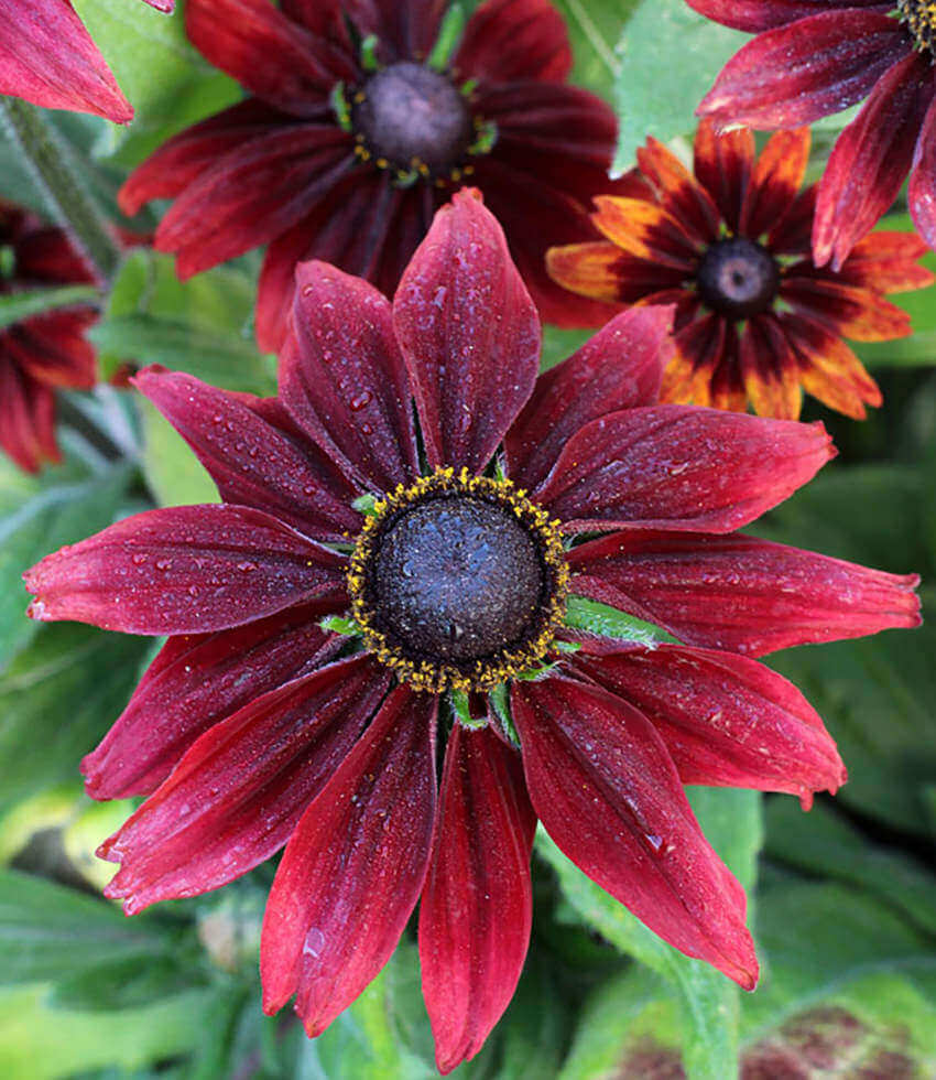 Rudbeckia hirta, Cherry Brandy, Brown Eyed Susan, Black Eyed Susan