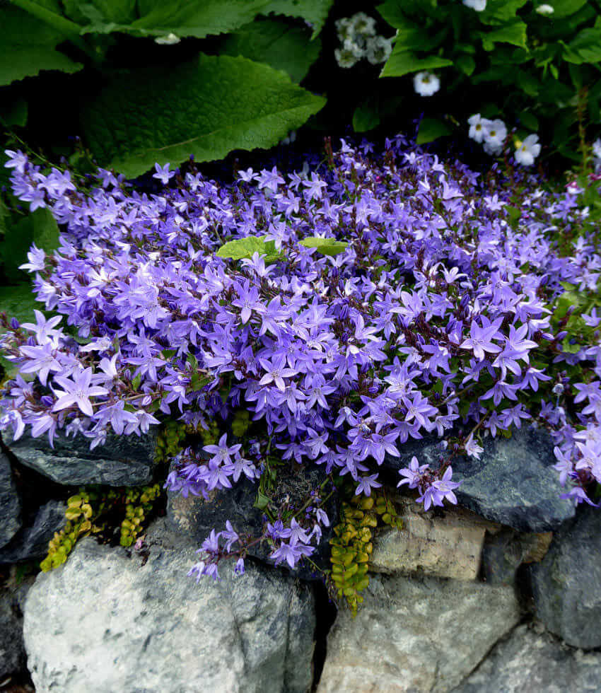 Campanula poscharskyana, Blue Waterfall, Trailing Bellflower
