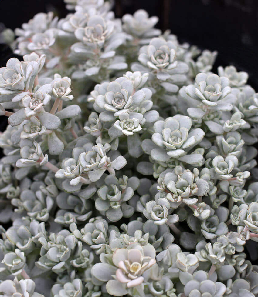 Sedum spathulifolium, Cape Blanco, Stonecrop