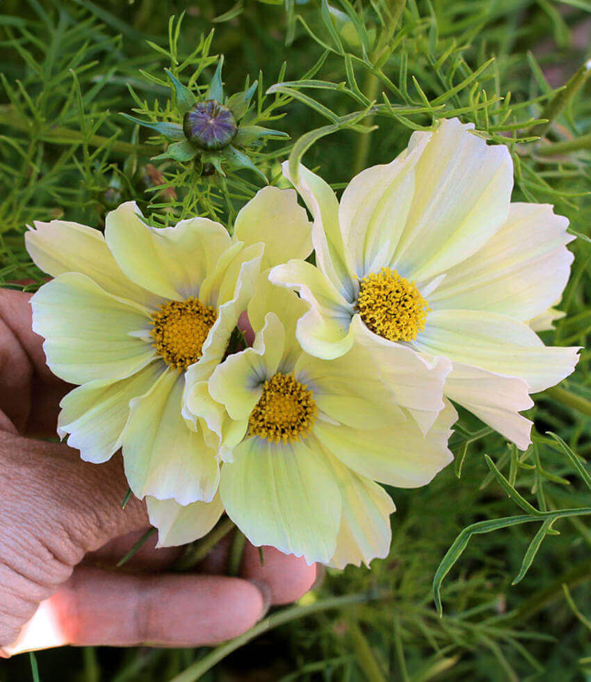 Cosmos bipinnatus, Xanthos