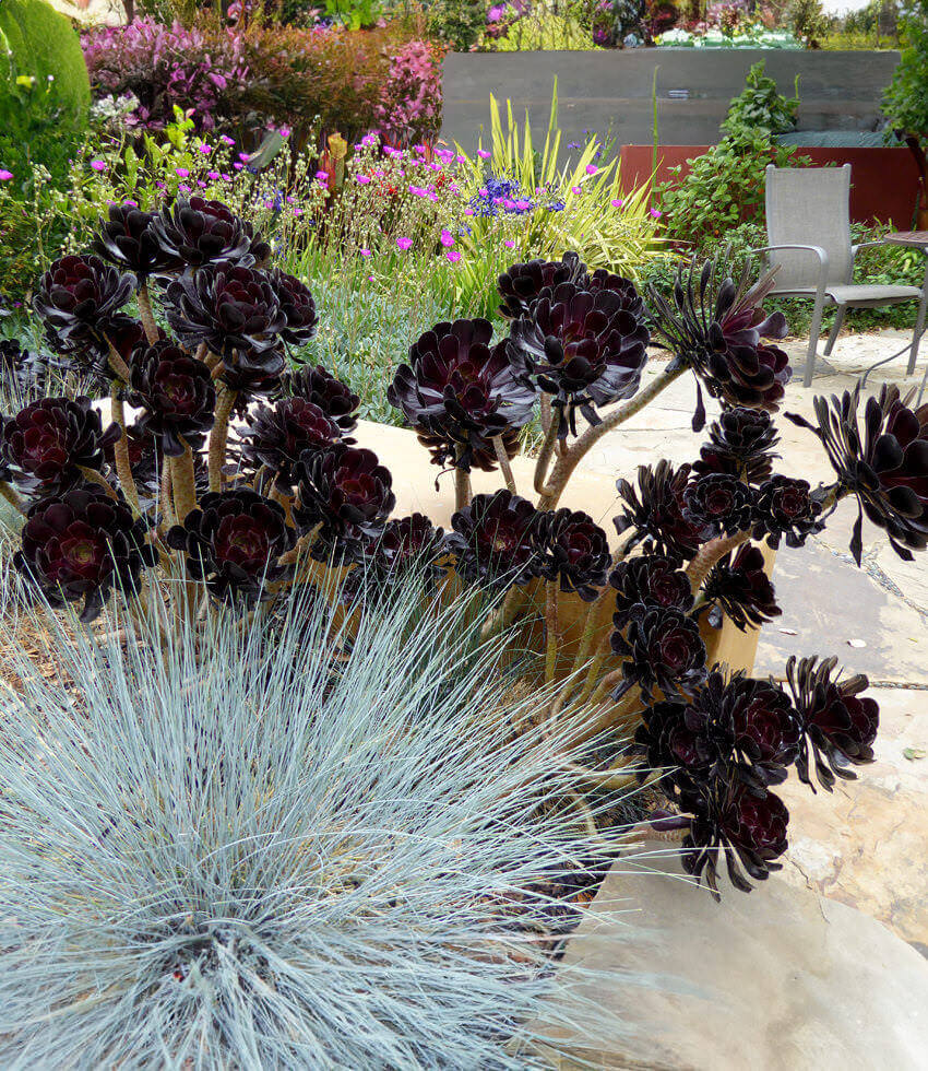 Aeonium arboreum, Zwartkop, Tree Houseleek