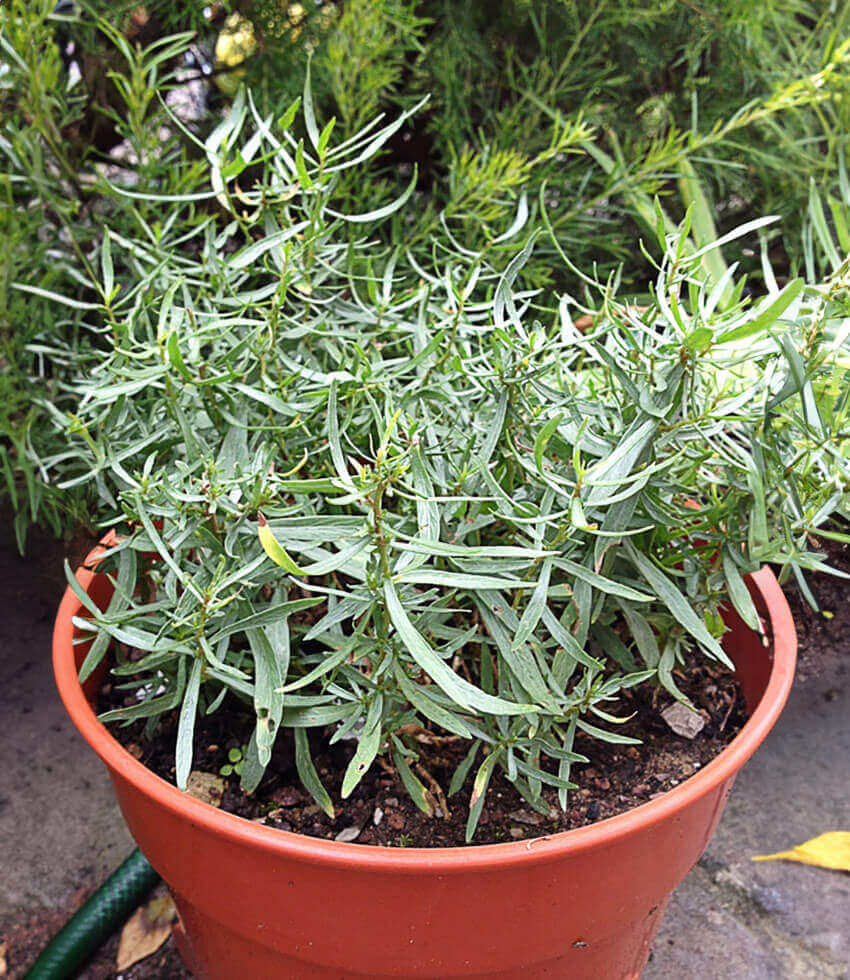 Tarragon, French Tarragon
