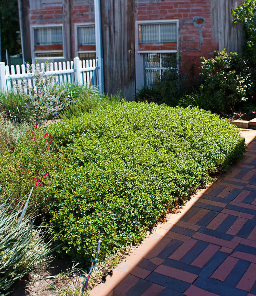 Baccharis pilularis, Pigeon Point, Dwarf Coyote Bush, Dwarf Coyote Brush