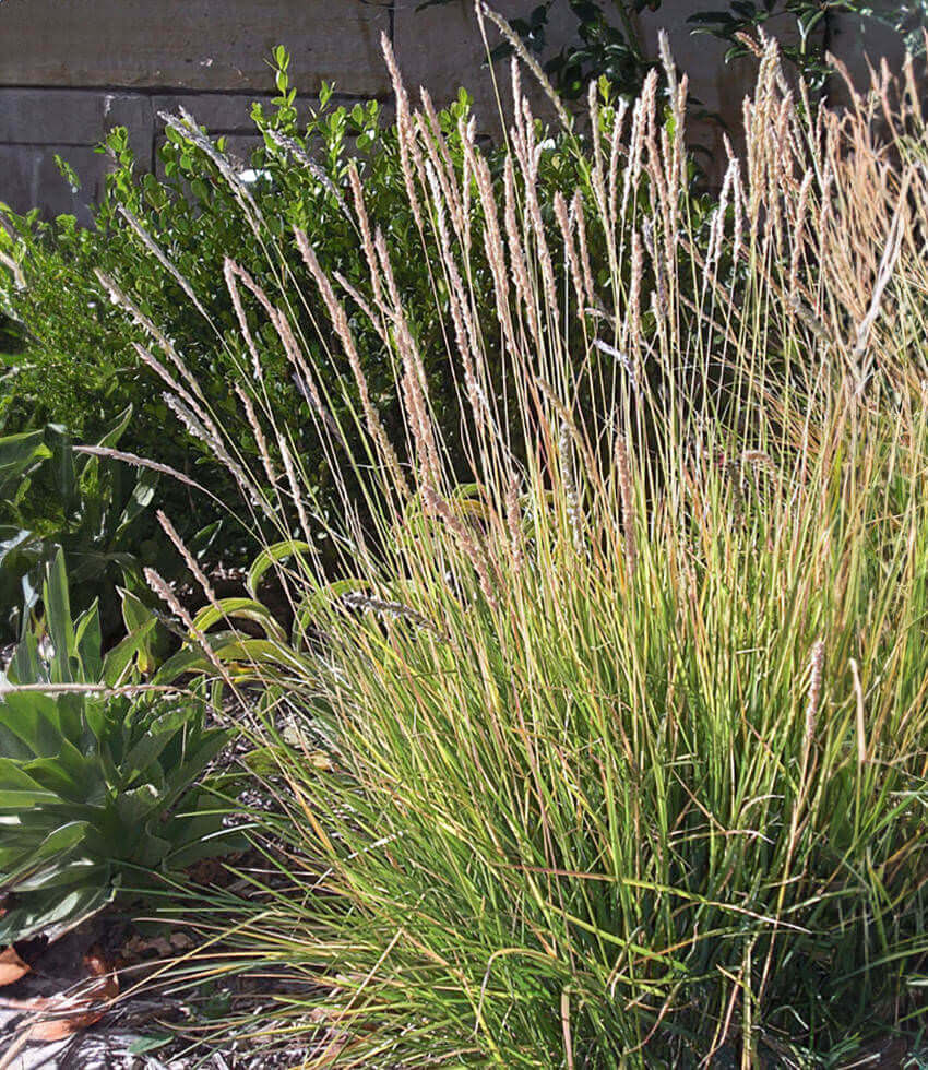 Sesleria autumnalis, Autumn Moor Grass