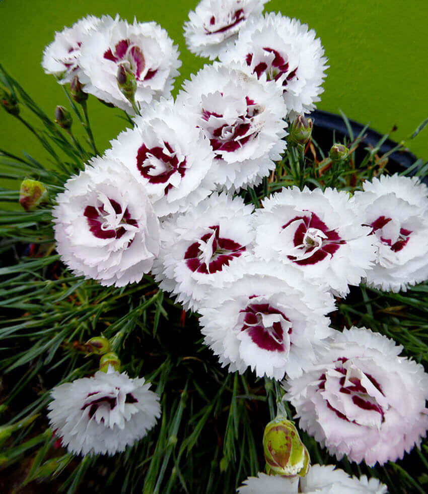 Dianthus, Scent First Coconut Surprise, Carnation, Pinks