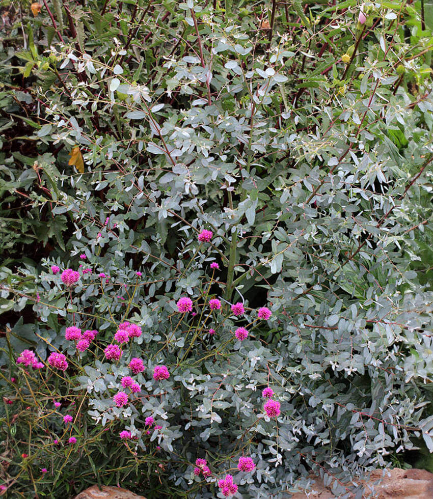 Eucalyptus gunnii, Silver Drop