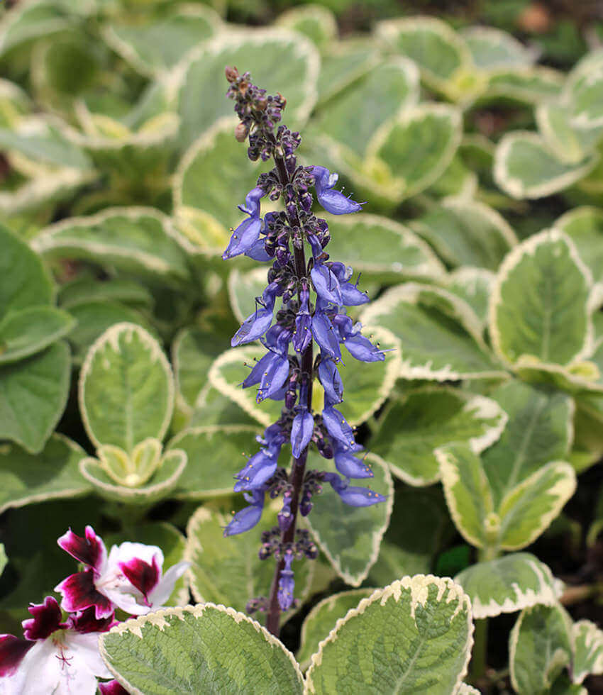 Plectranthus barbatus var. grandis, White Rhino, Coleus Barbatus, Wooly Plectranthus