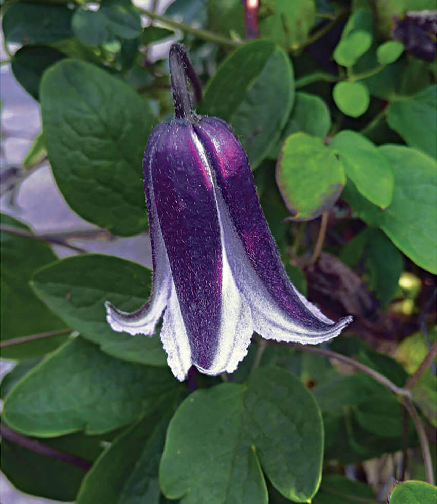 Clematis, Rooguchi, Leatherflower, Old Man's Beard, Vase Vine, Virgin's Bower