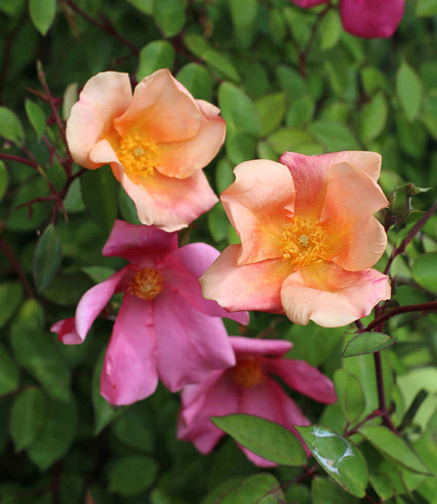 Rosa chinensis, Mutabilis, China Rose