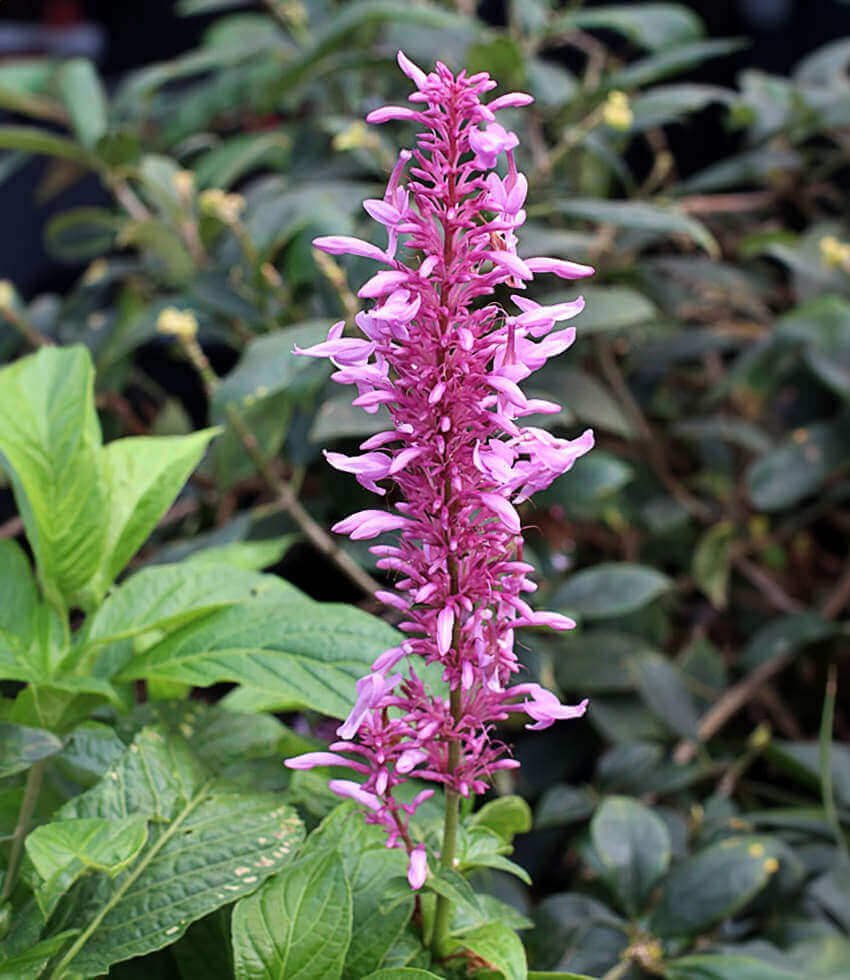 Odontonema callistachyum, Purple Firespike