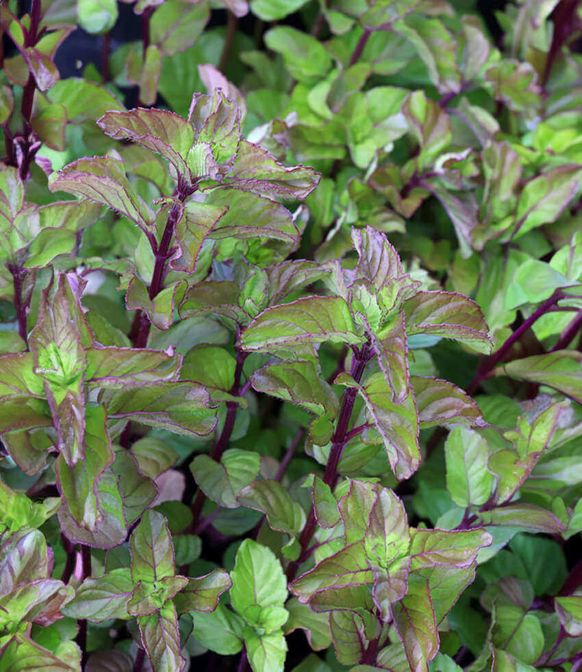 Mint 'Lavender'