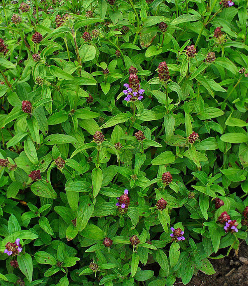 Prunella vulgaris, Common Self-Heal, Heal-All