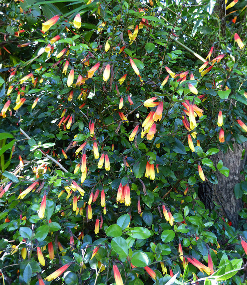 Justicia rizzinii, Brazilian Fuchsia, Firecracker Flower