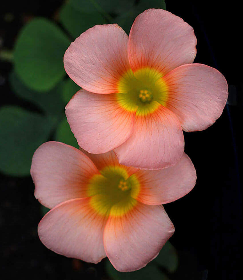 Oxalis purpurea , Salmon