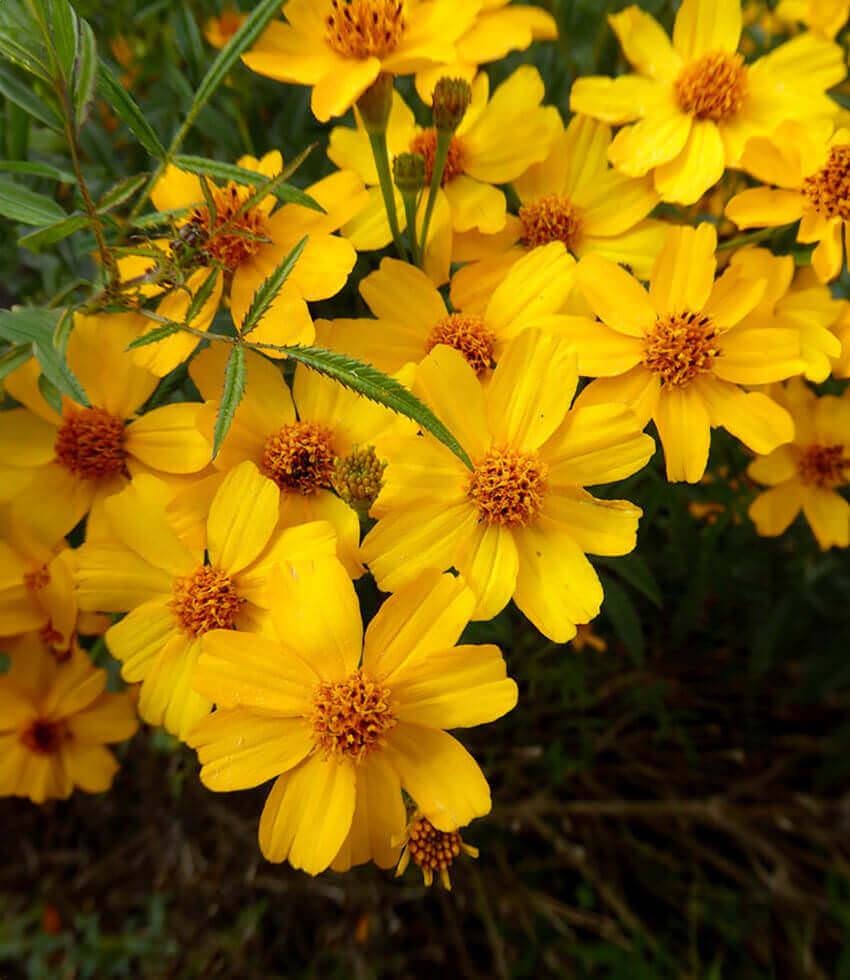 Tagetes lemmonii, Mexican Marigold, Lemmon's Marigold