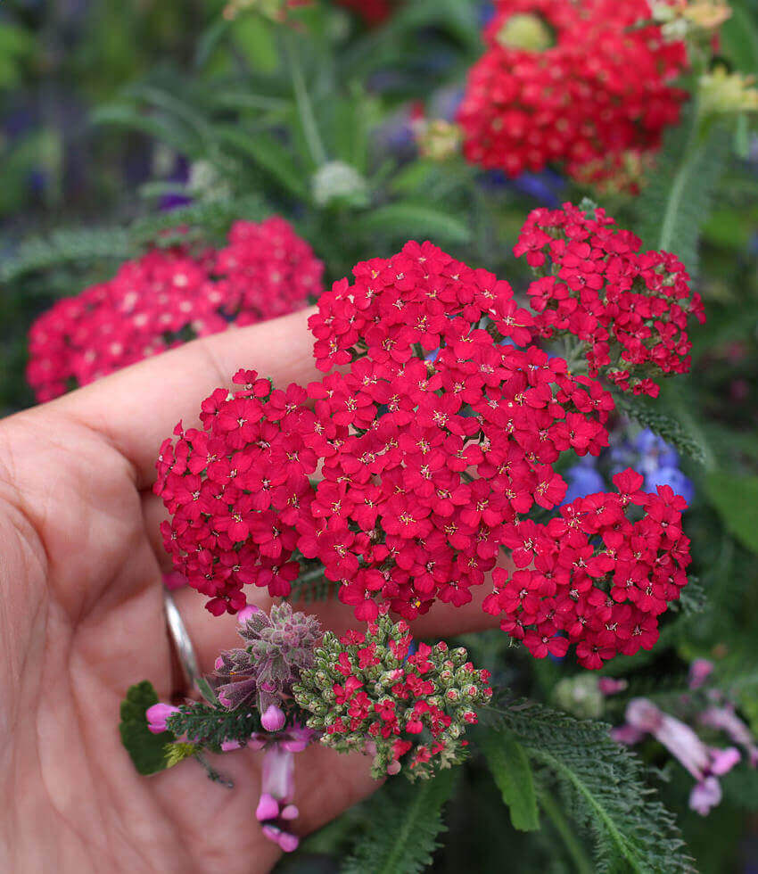 Achillea millefolium, Red Velvet, Yarrow