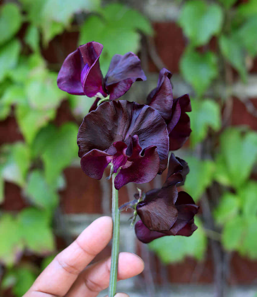Lathyrus odoratus, Windsor, Sweet Pea