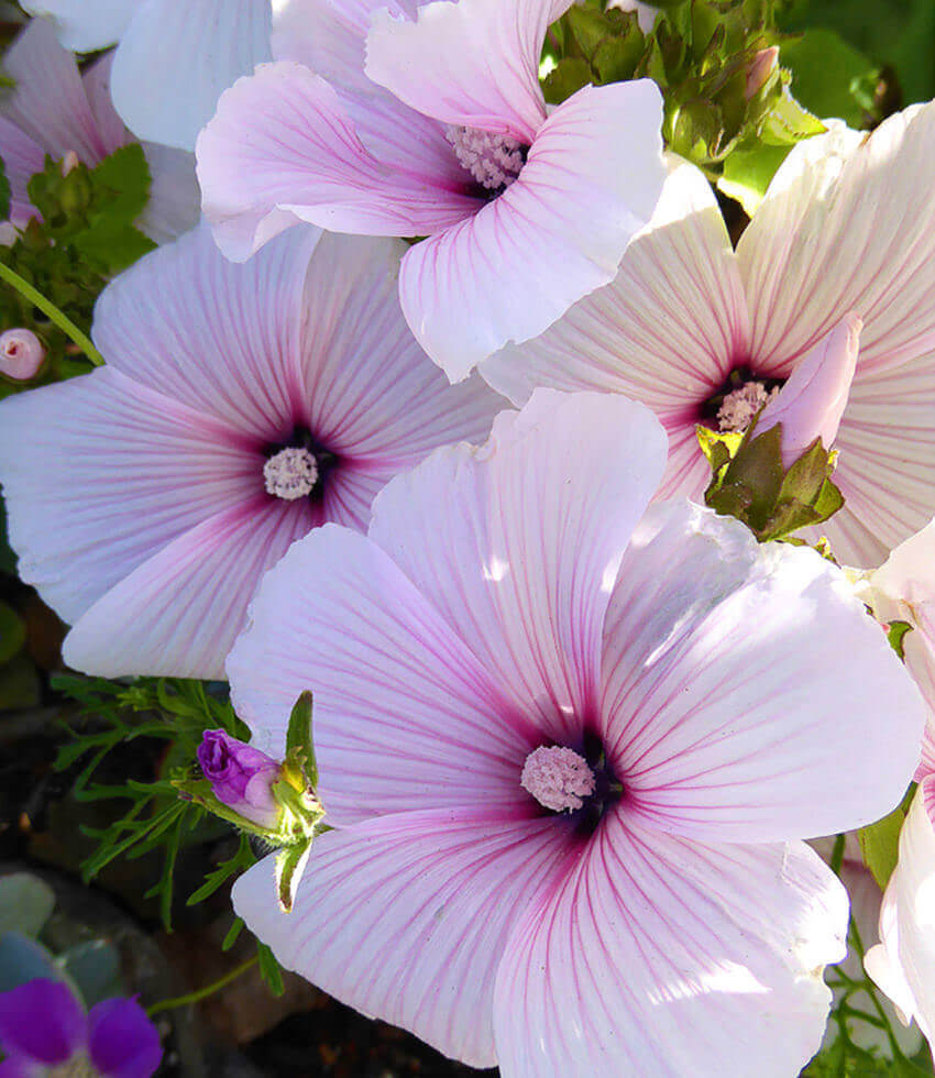 Lavatera trimestris, Pink Blush, Pink Blush Mallow