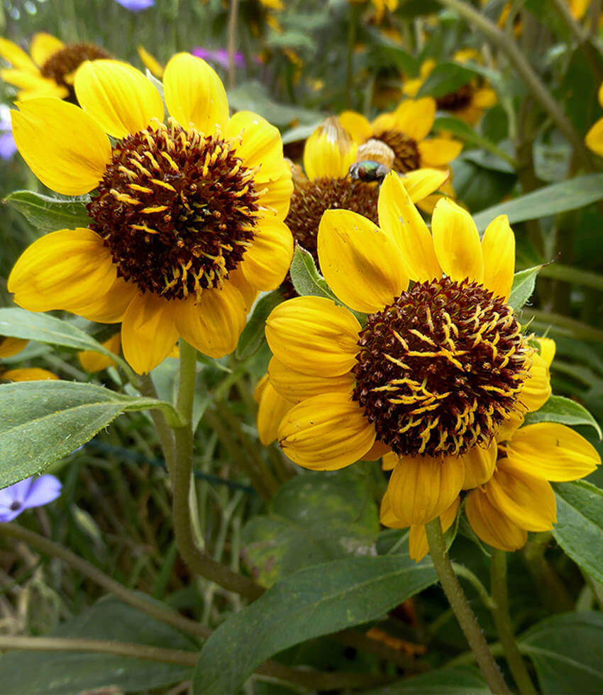Helianthus bolanderi, Serpentine Sunflower