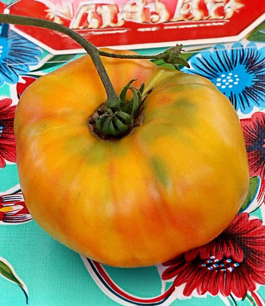 Tomato, Gold Medal