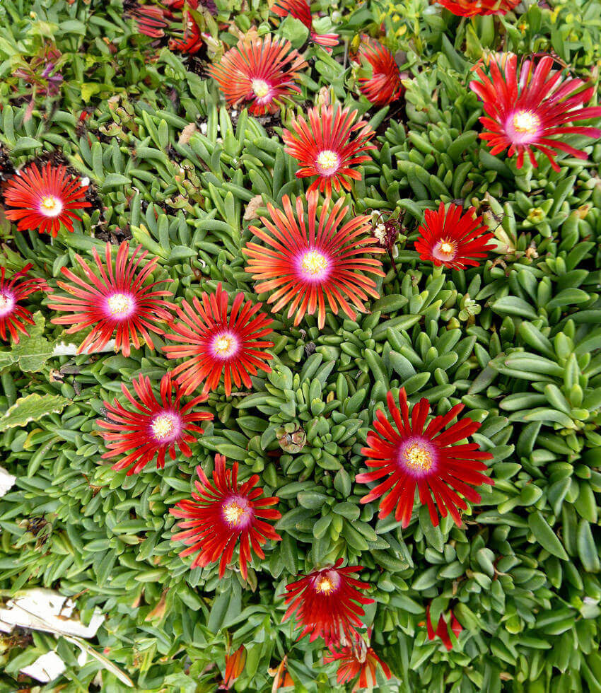 Delosperma, Red Mountain Flame, Iceplant