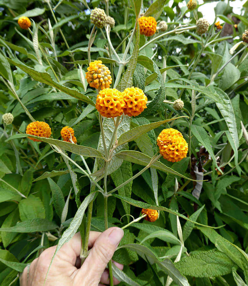 Buddleja globosa, Orange Ball Tree, Butterfly Bush