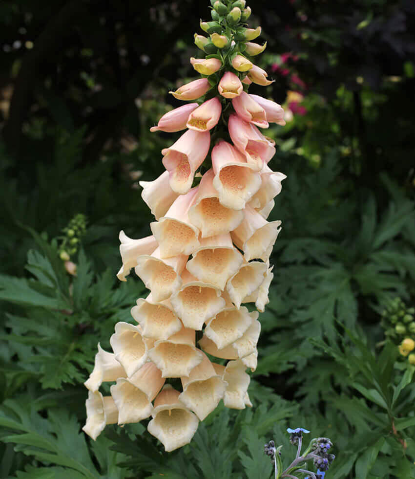 Digitalis purpurea, Dalmatian Peach, Foxglove, Lady's Glove
