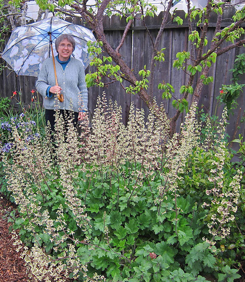 Heuchera maxima, Coral Bells, Island Alum Root