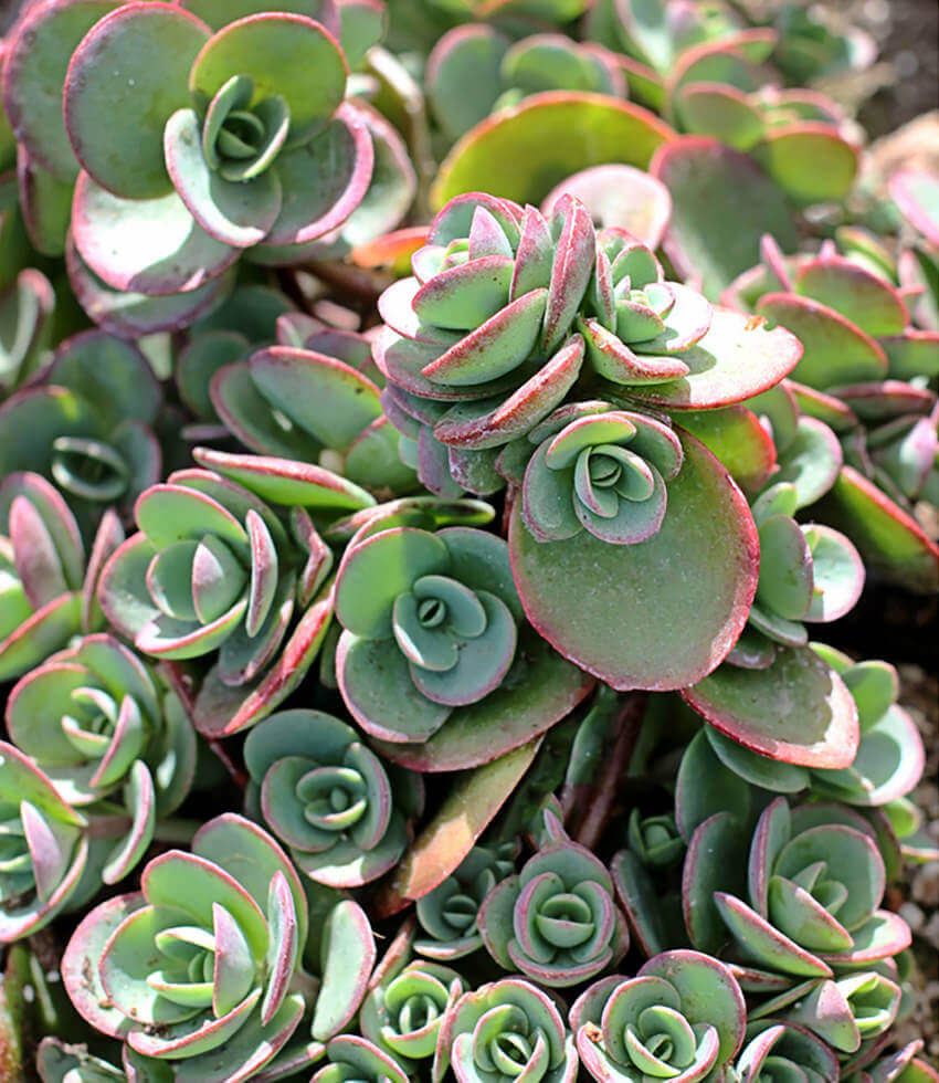 Sedum, Lime Zinger, Stonecrop
