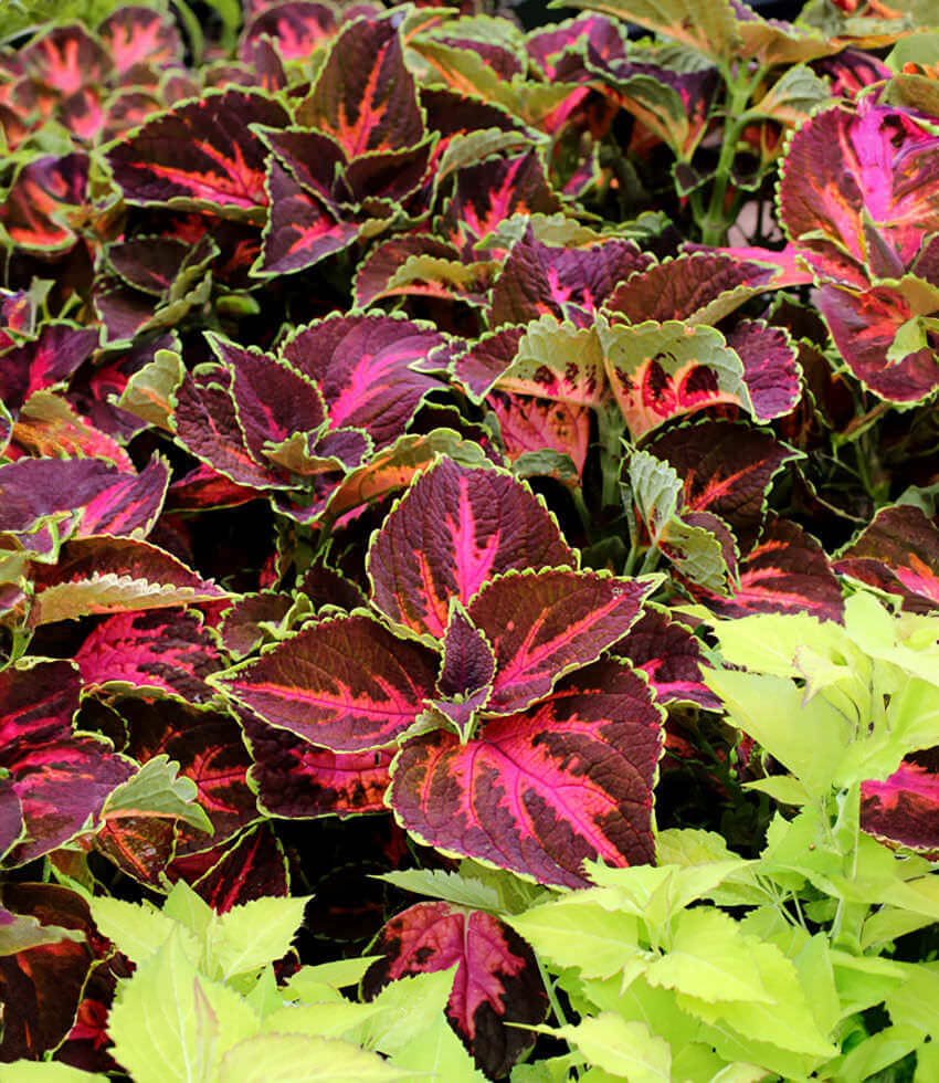 Coleus, Festive Dance