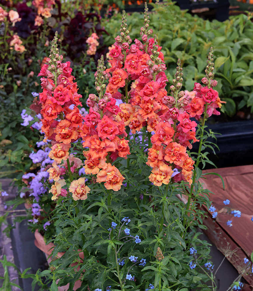 Antirrhinum majus, Double Azalea Bronze, Snapdragon