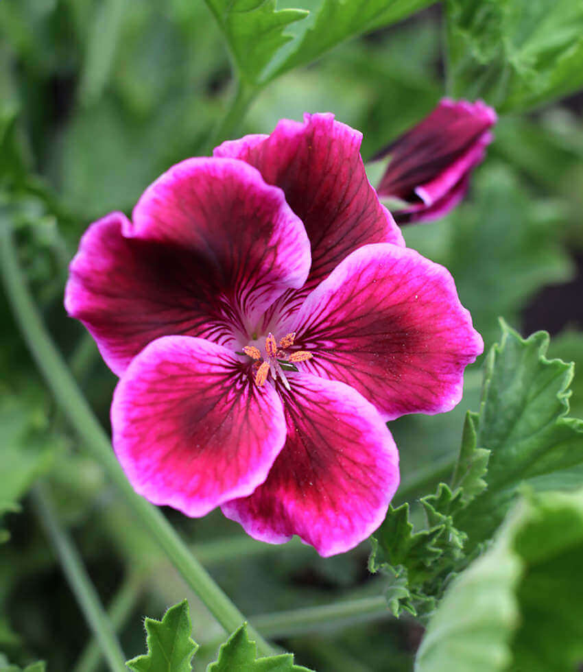 Pelargonium, Cherries Jubilee, Geranium