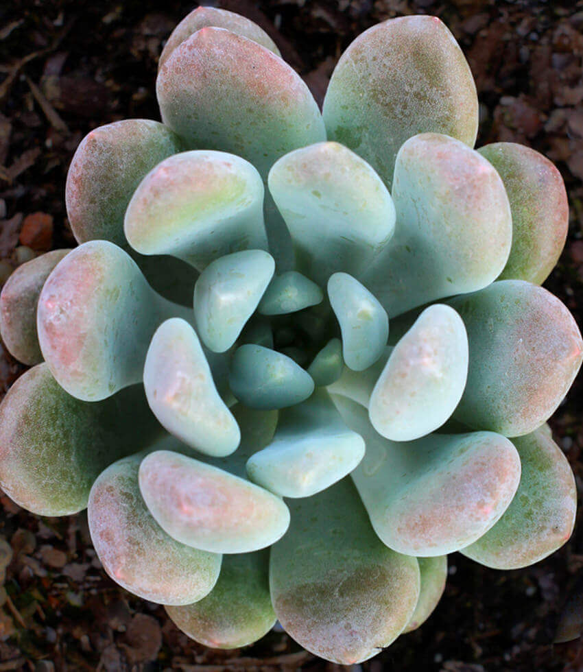 Pachyveria, Clavifolia, Powdered Jewel Plant