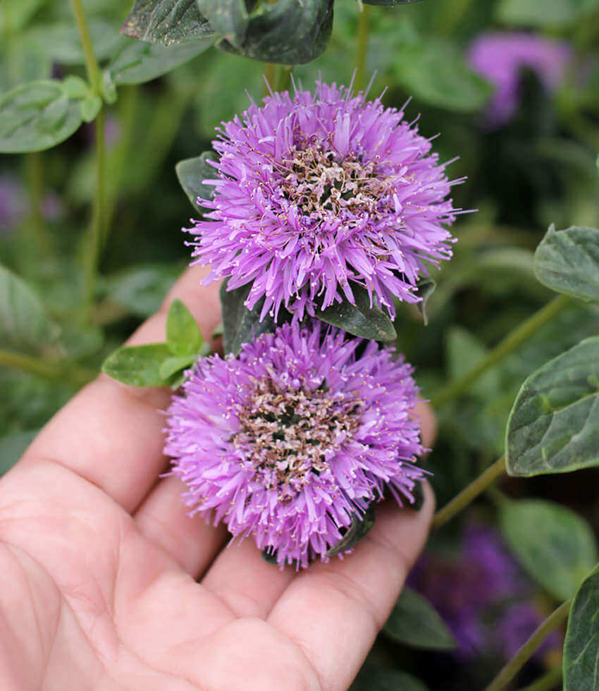 Monardella villosa , Russian River, Coyote Mint