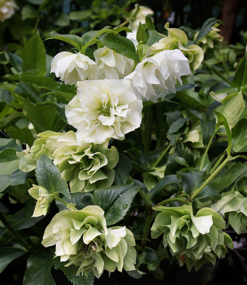 Helleborus orientalis, Wedding Bells, Hellebore, Lenten Rose