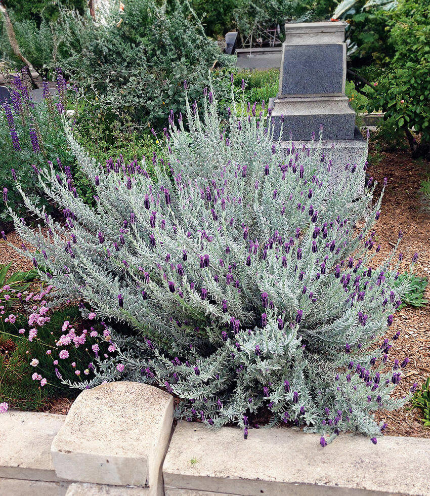 Lavandula stoechas, Silver Anouk, Spanish Lavender