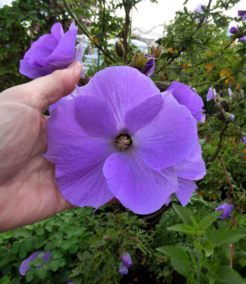 Alyogyne huegelii, Blue Hibiscus