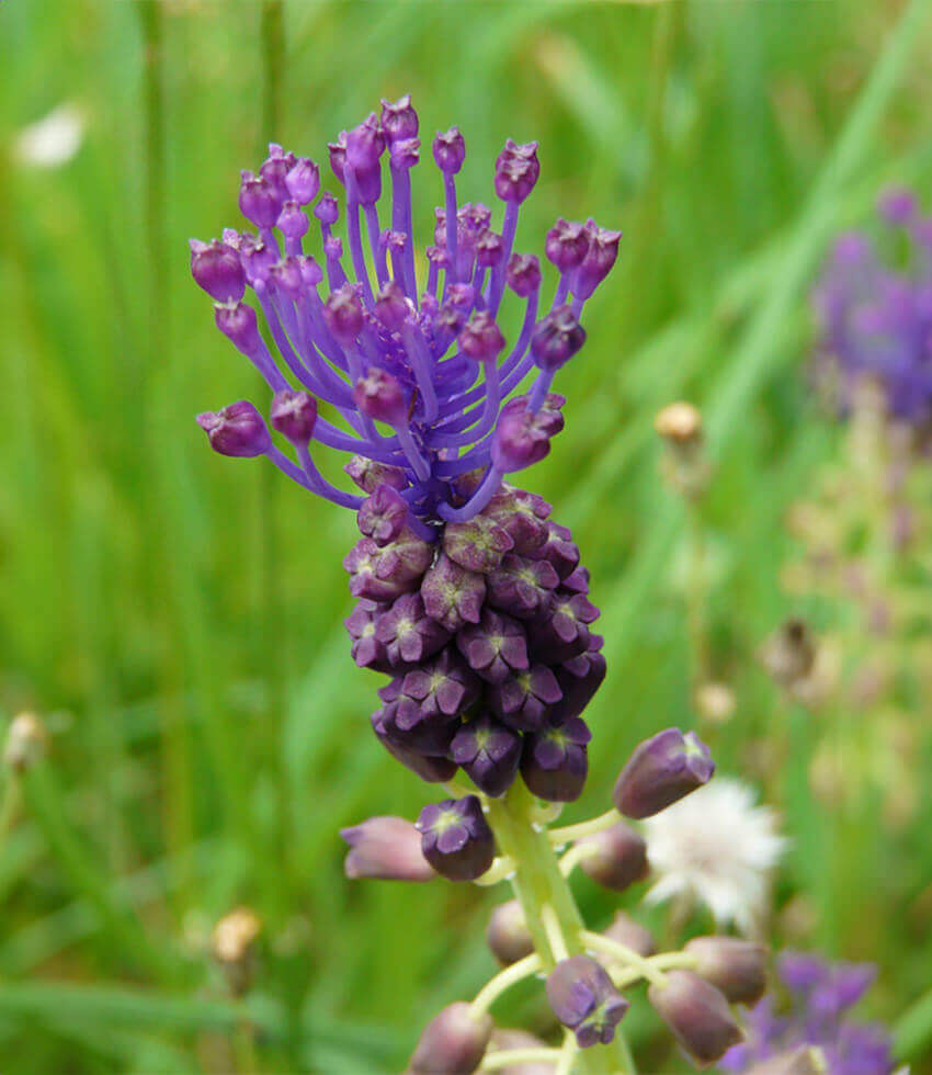 Muscari comosum, Tassel Hyacinth