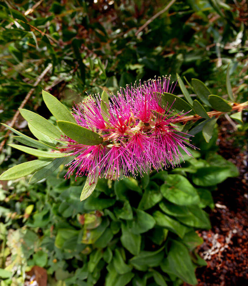 Callistemon violaceus, Bottlebrush